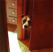 Dax peering by the door